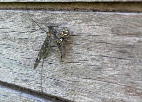 Salticus sp.